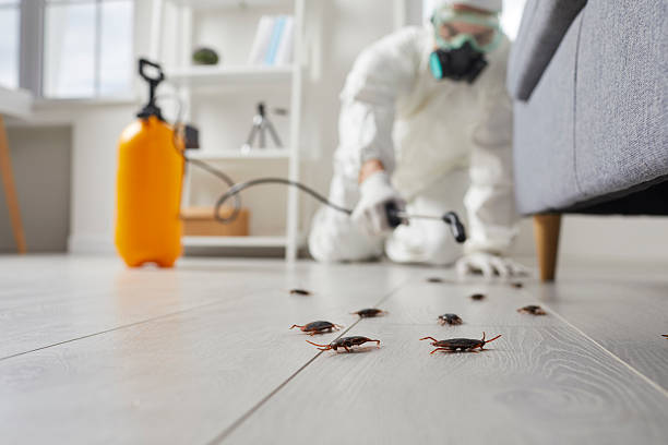 Post-Treatment Bed Bug Interceptor Monitoring in Paducah